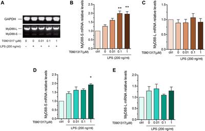 LXR agonist inhibits inflammation through regulating MyD88 mRNA alternative splicing